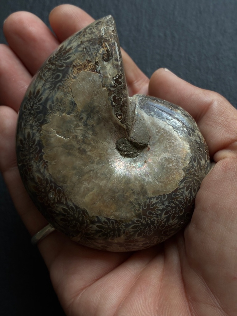 Natural Brown Polished Ammonite Fossil - Reptile Pet Decor